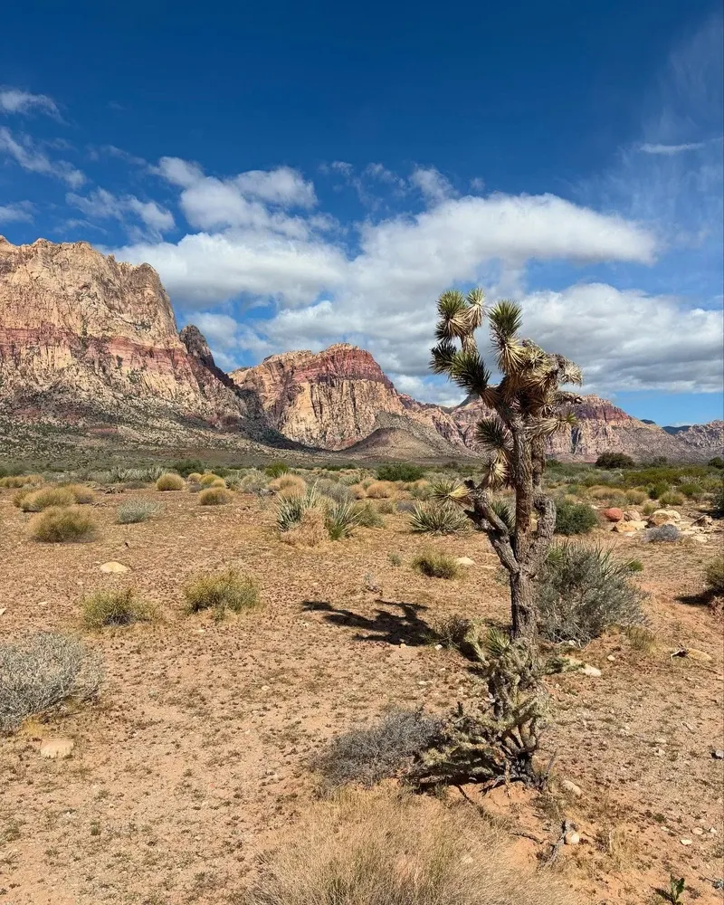 Mojave Desert view 4